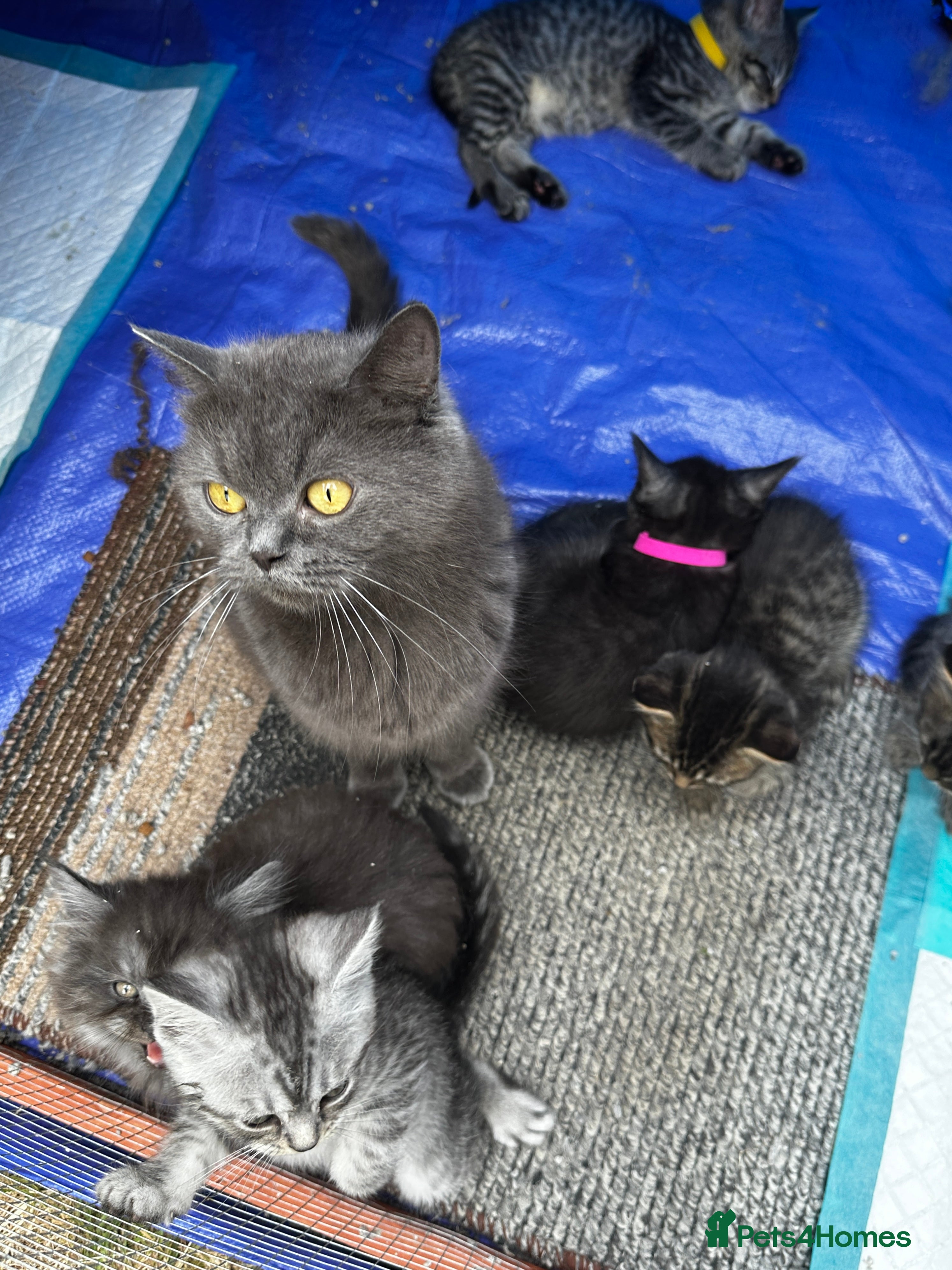 Mixed Breed cats for sale: Maine Coon x British Short Hair Kittens in Cambridge - Advert 2