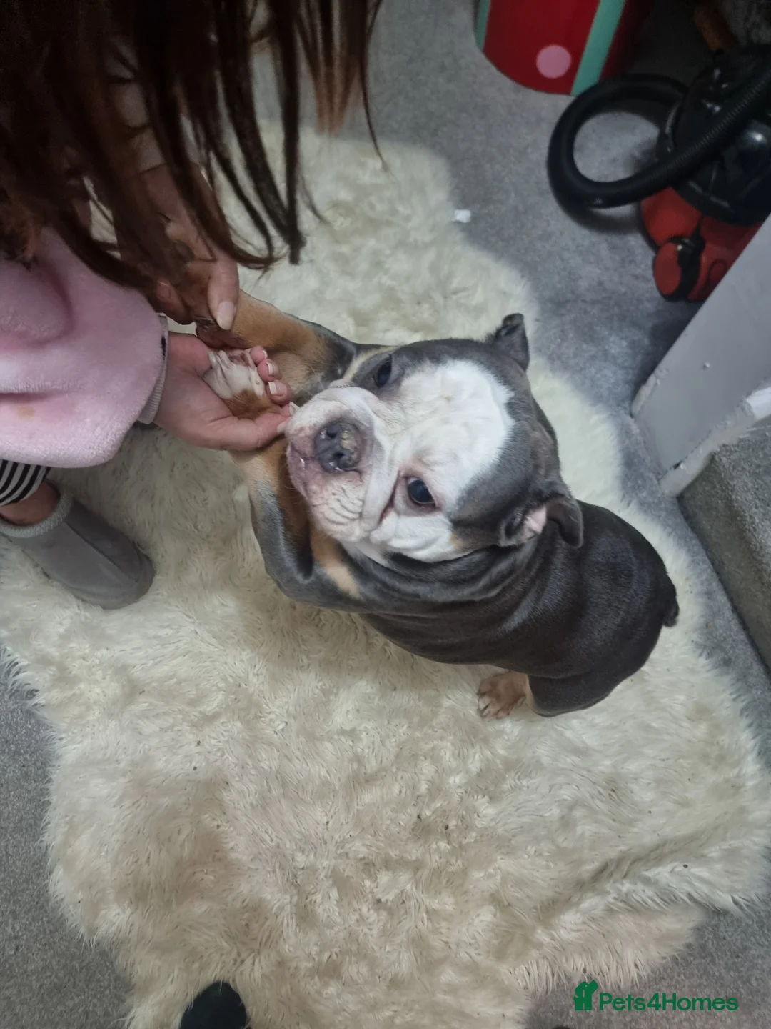 English Bulldog dogs for sale: 3 year old British bulldog  - Advert 2