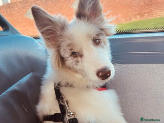 Border Collie dogs 6 month old red merle border collie - Advert 1