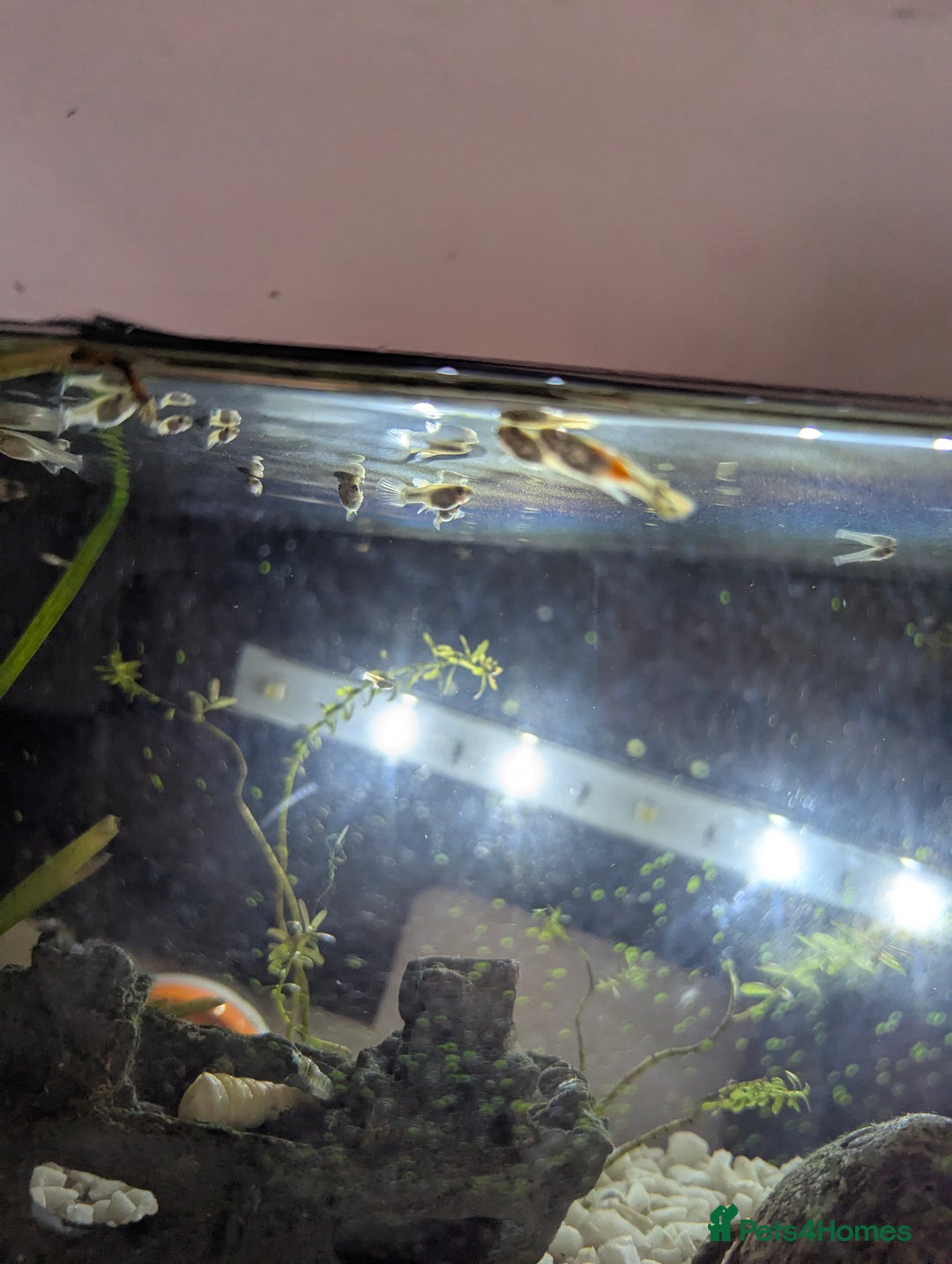Other/Mixed Breed fish for sale: BABY GUPPIES 50p EACH - Image 7
