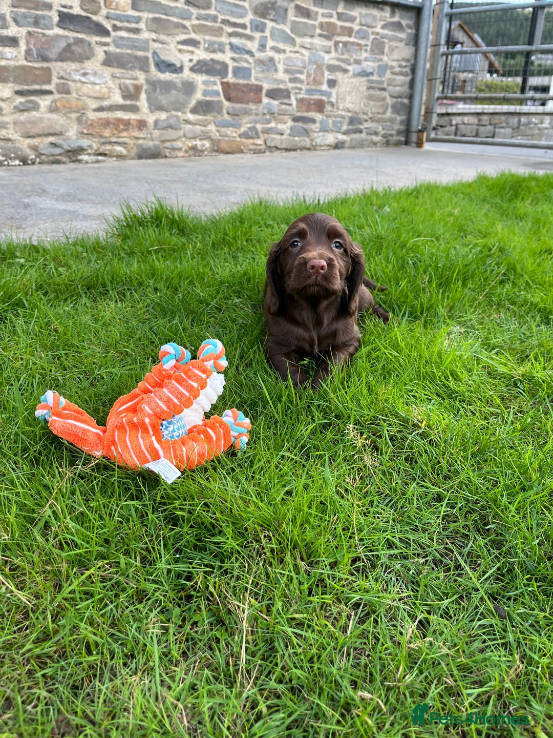Sprocker dogs for sale: HEALTH TESTED cocker/springer spaniel puppies   - Image 9