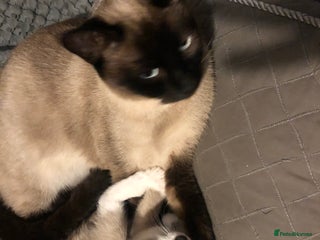 Siamese cats Beautiful snowshoe female kitten - Advert 1