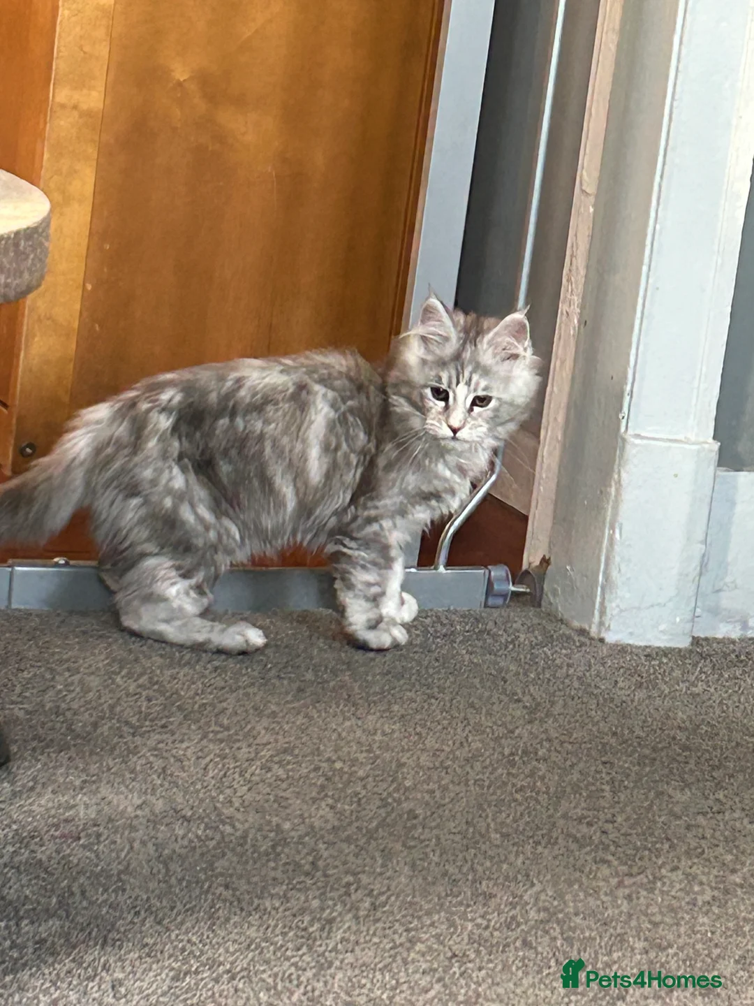 Maine Coon cats for sale: Tica Registered female Maine Coon kittens - Advert 27