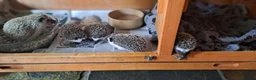 Pygmy Hedgehog rodents for sale: African Pygmy Hedgehogs Ready 2 week in Market Harborough - Advert 7