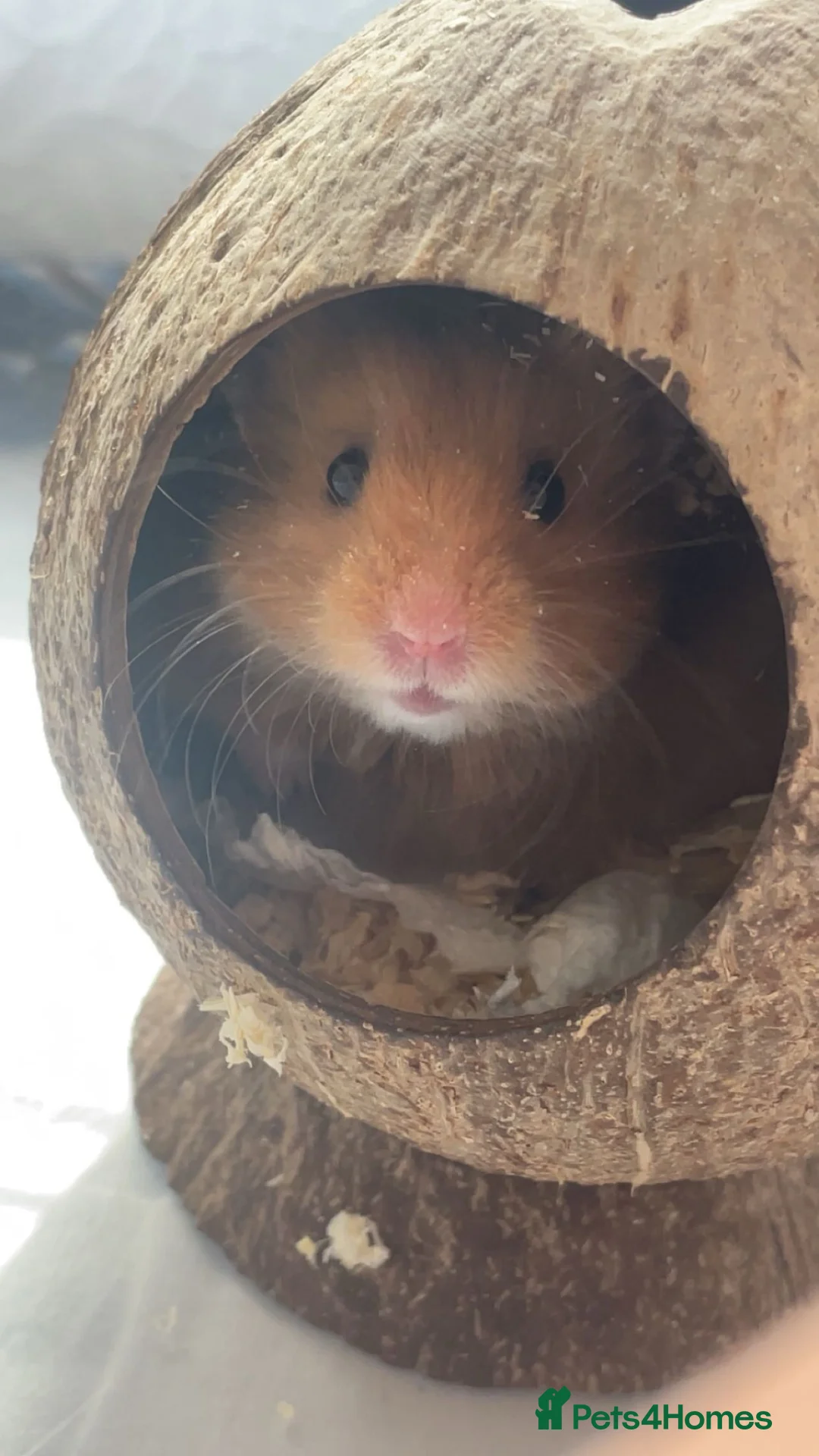 Hamster rodents for sale: Hamster looking for a forever home in Grantham - Advert 2