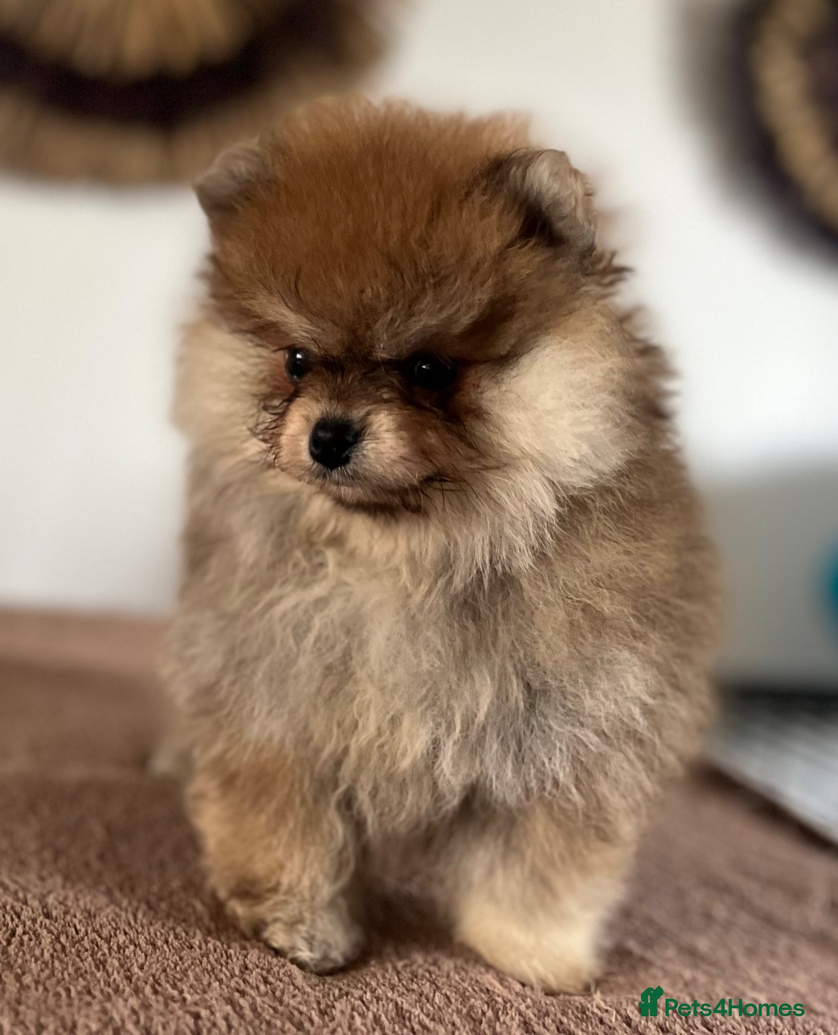 Pomeranian dogs for sale: Pomeranian Puppies Black & Tan Chocolate Sable - Advert 10