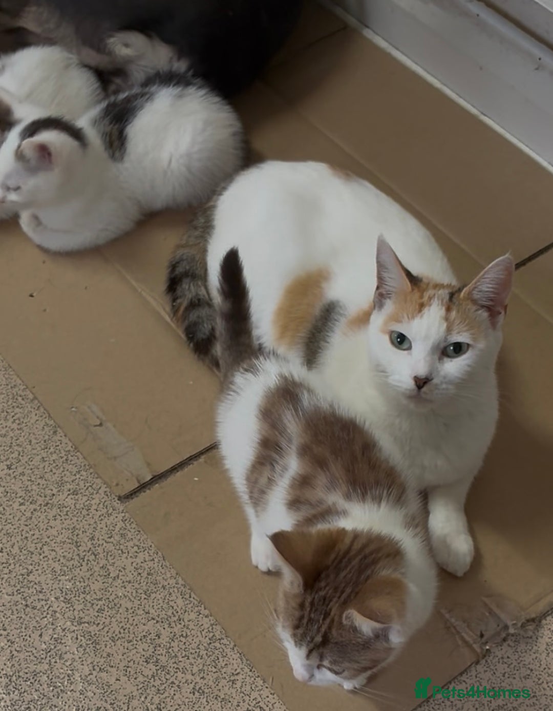 Maine Coon cats for sale: Kittens for sale  - Image 7