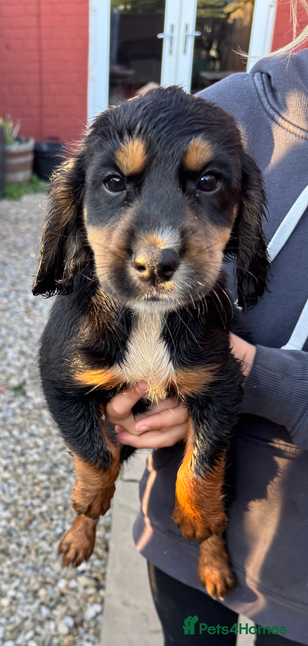 Cocker Spaniel dogs for sale: Working cocker spaniels  - Image 27