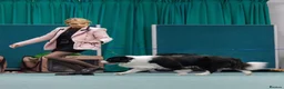 Border Collie dogs for sale: Stunning Champion line puppies  - Advert 22