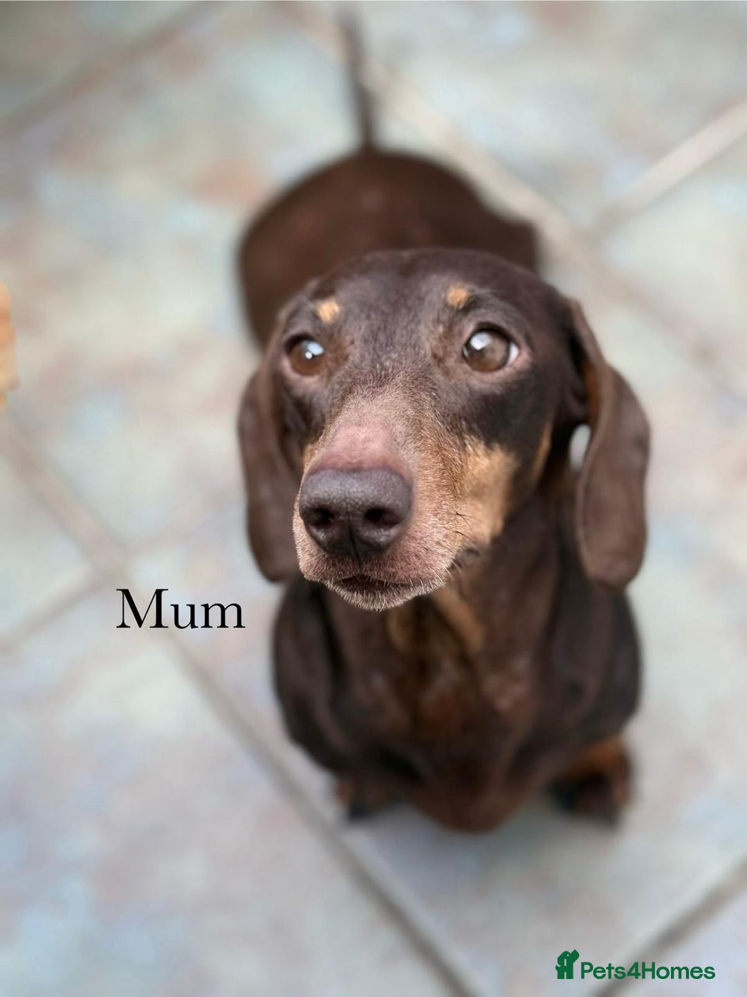 Miniature Dachshund dogs for sale: KC Miniature Dachshund  - Image 5
