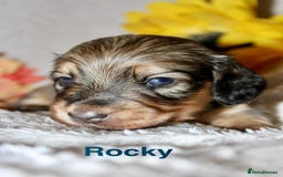 Miniature Dachshund dogs for sale: Stunning shaded cream and cream dachshunds  - Image 10