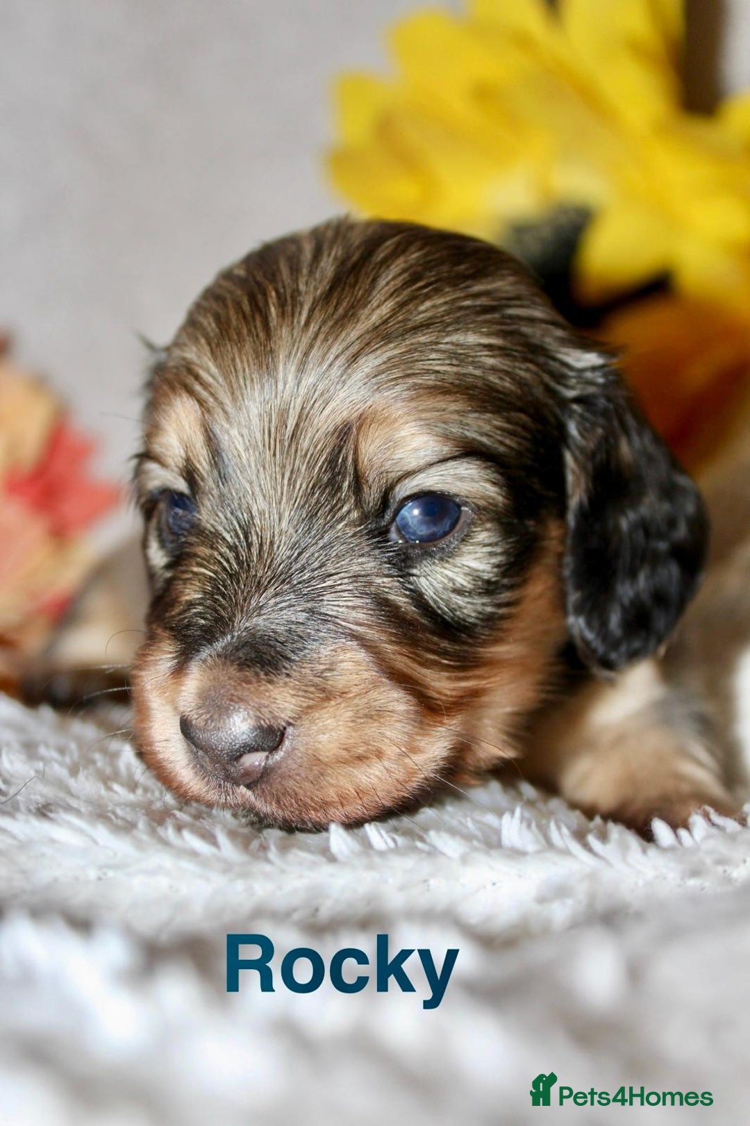 Miniature Dachshund dogs for sale: Stunning shaded cream and cream dachshunds  - Image 10