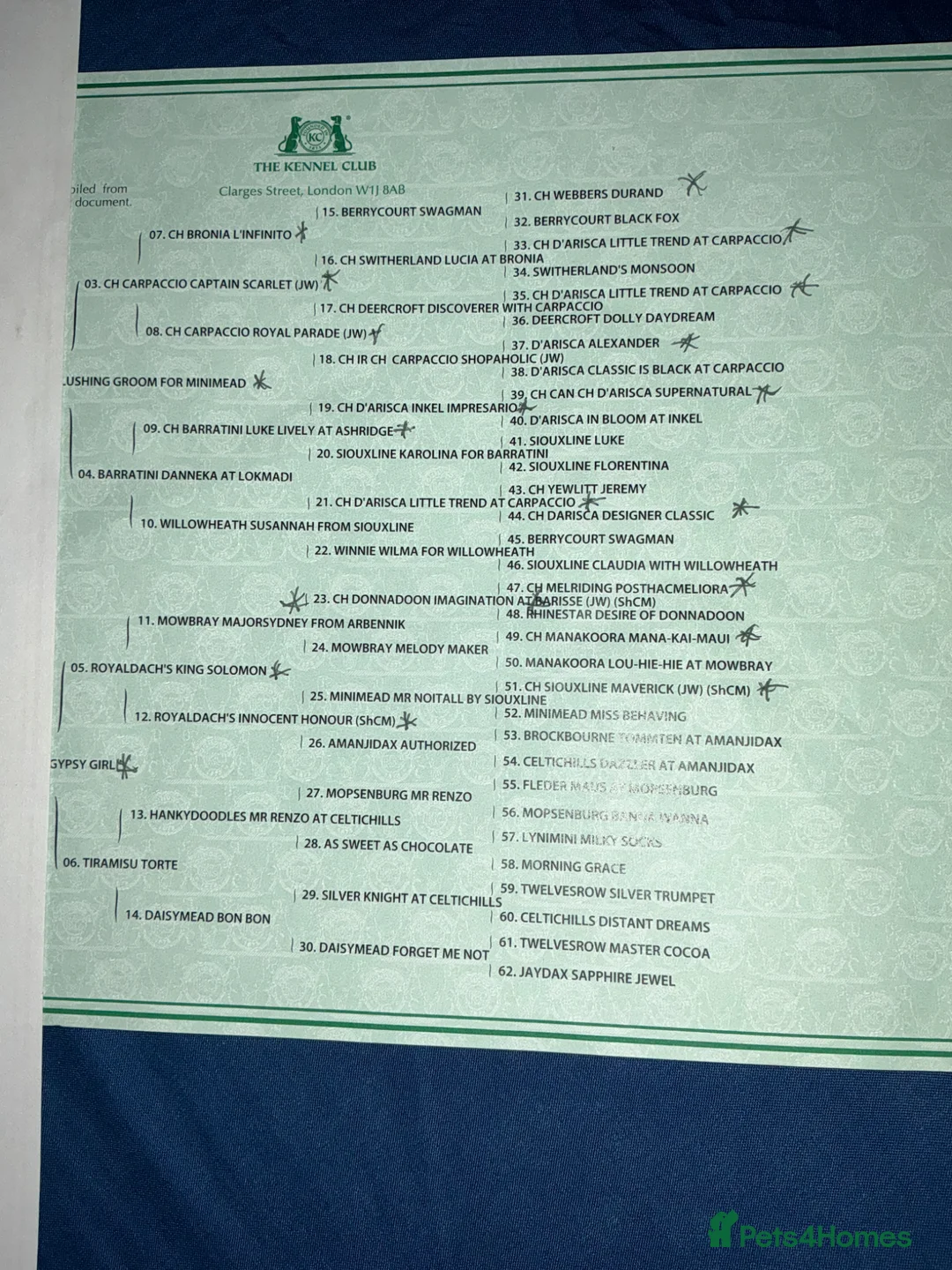 Miniature Dachshund dogs for stud: For stud duties only - Advert 28