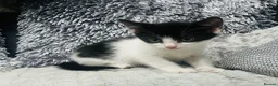 Mixed Breed cats for sale: Adorable kittens READY NOW  - Advert 3