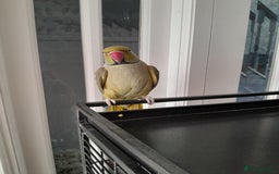 Ringnecks birds for sale: Green Indian ringneck parrot  - Image 2
