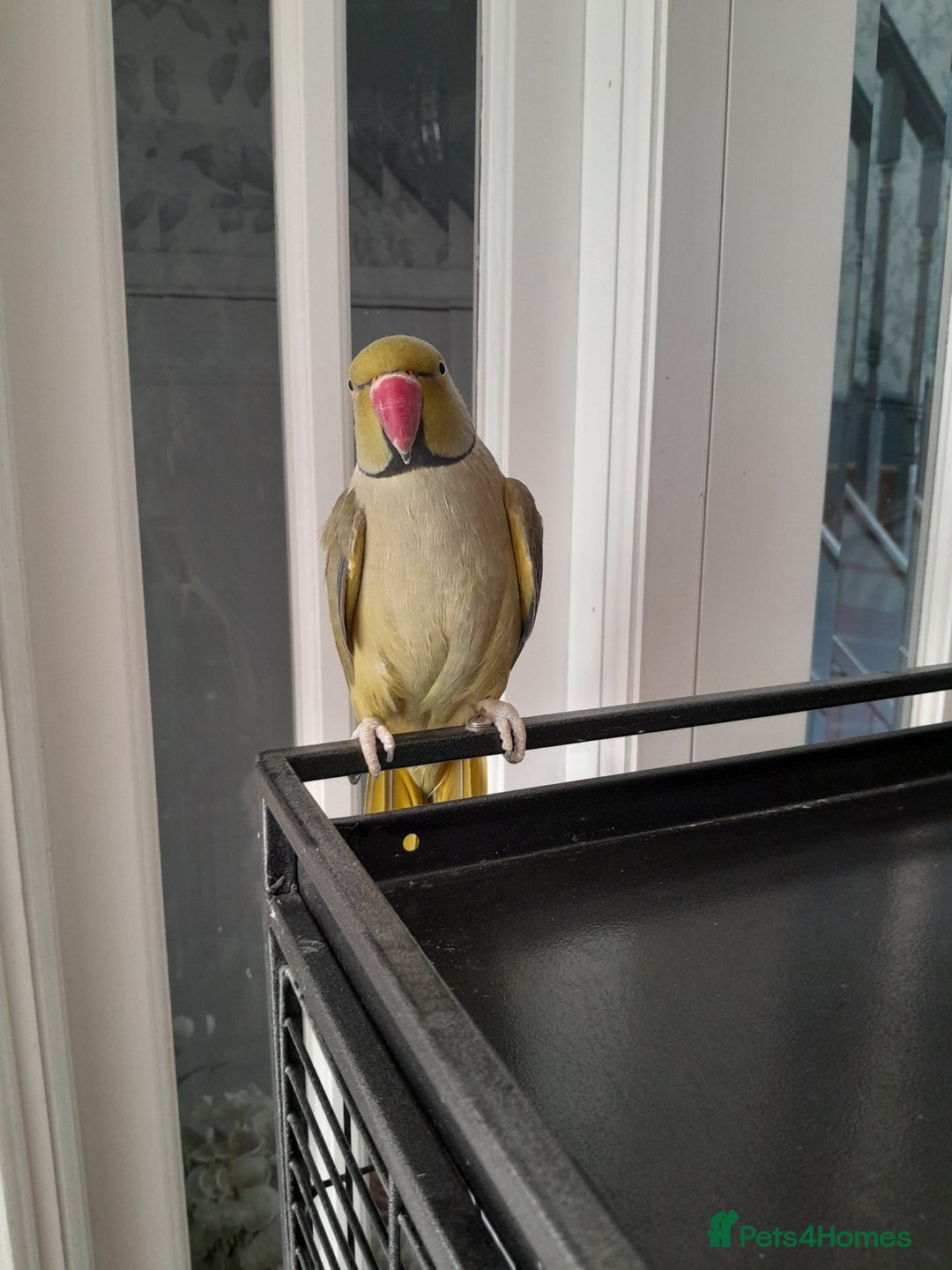 Ringnecks birds for sale: Green Indian ringneck parrot  - Image 2