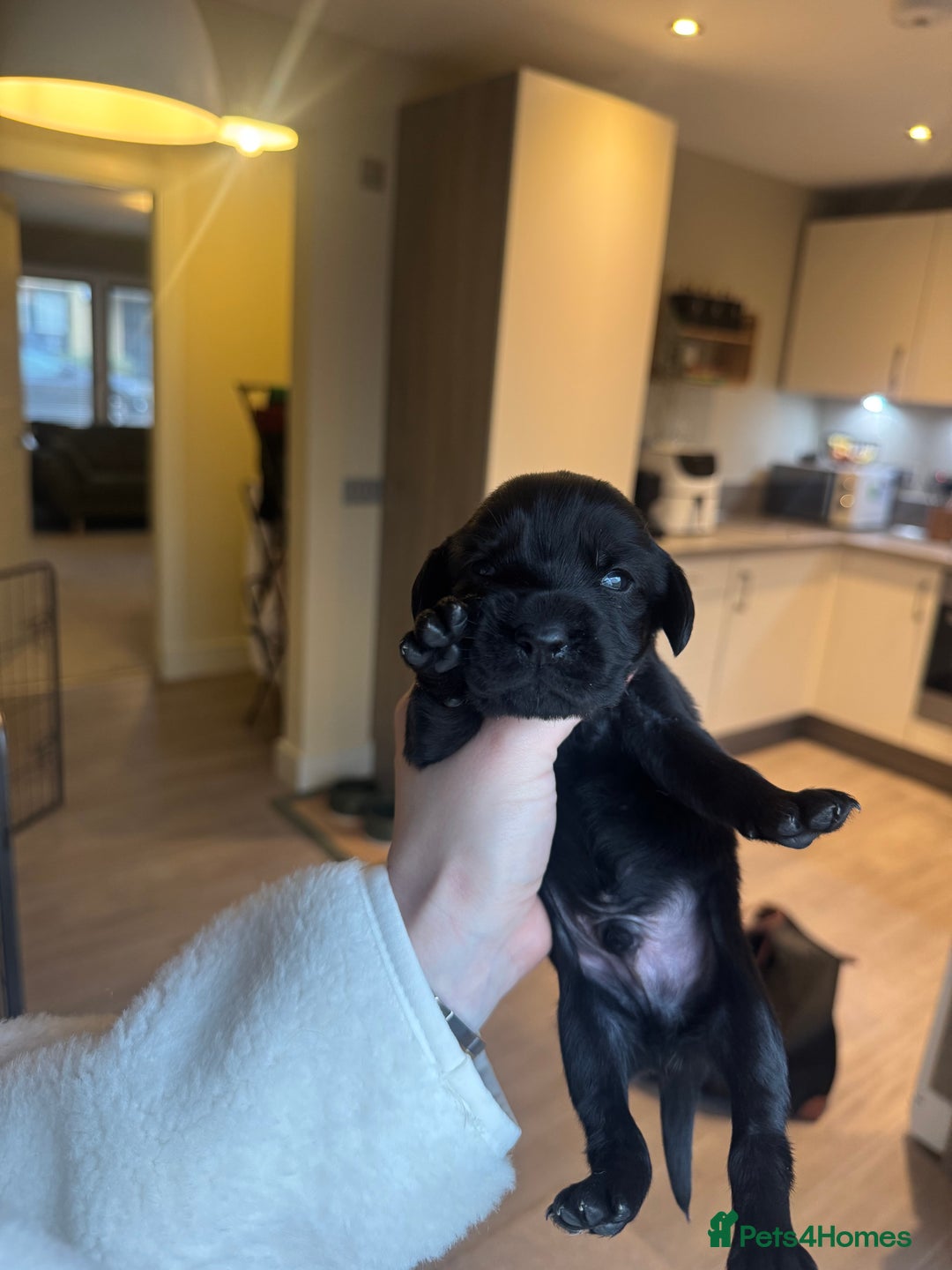 Cockerdor dogs for sale: Cockerdor/ Spanador Puppies. KC registered parents - Advert 18