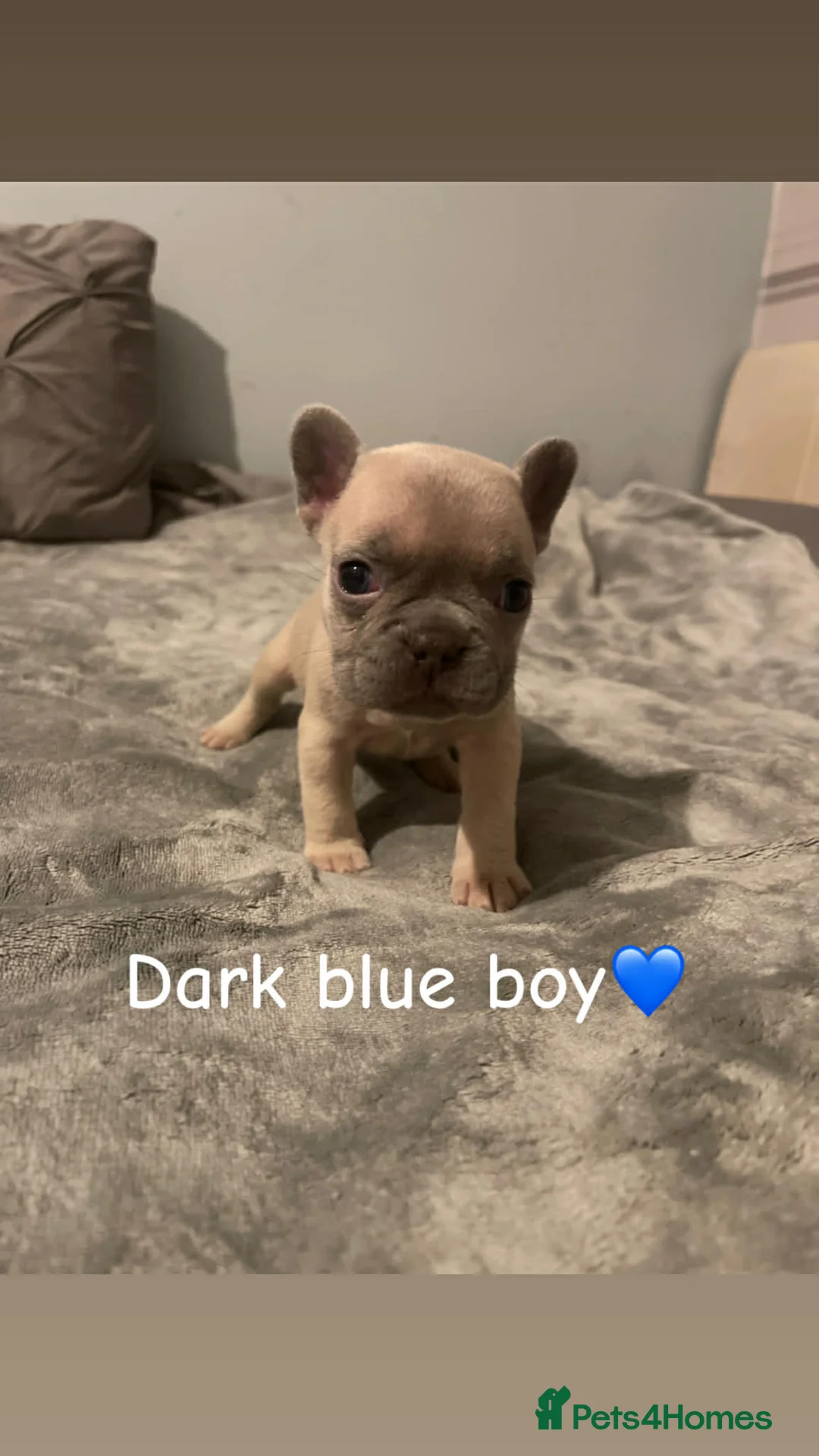 French Bulldog dogs for sale: French bulldogs puppies  - Advert 7