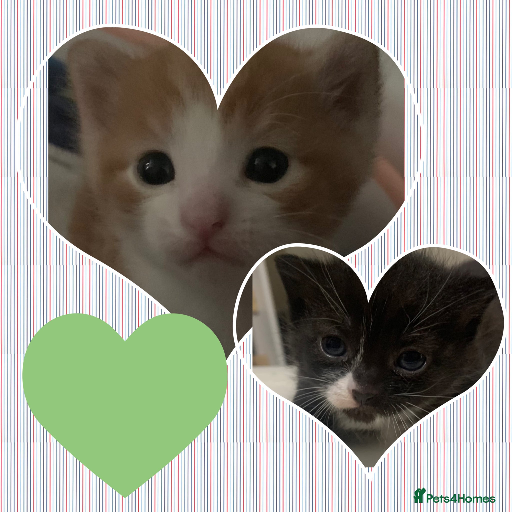 Mixed Breed cats Friendly and playful kittens ❤️ 🐱 🐾  - Advert 2