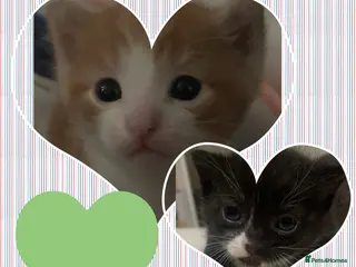 Mixed Breed cats Friendly and playful kittens ❤️ 🐱 🐾 - Advert 2