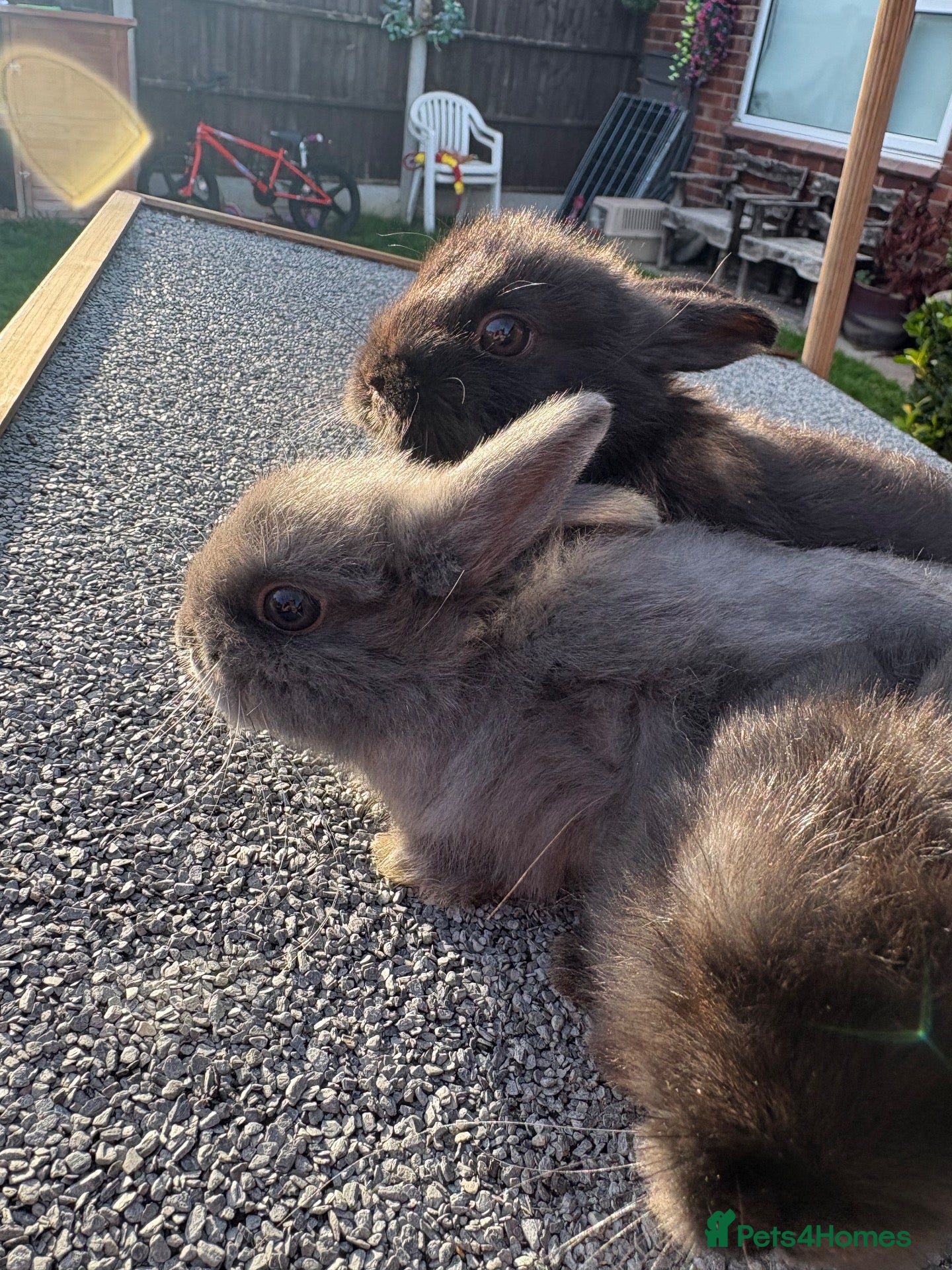 Mixed Breed rabbits Tiny baby bunnies for sale😍 - Advert 1