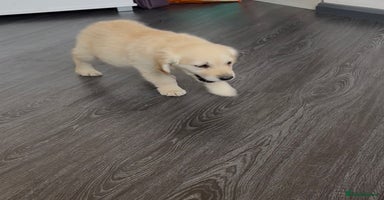 Golden Retriever dogs - Advert 9