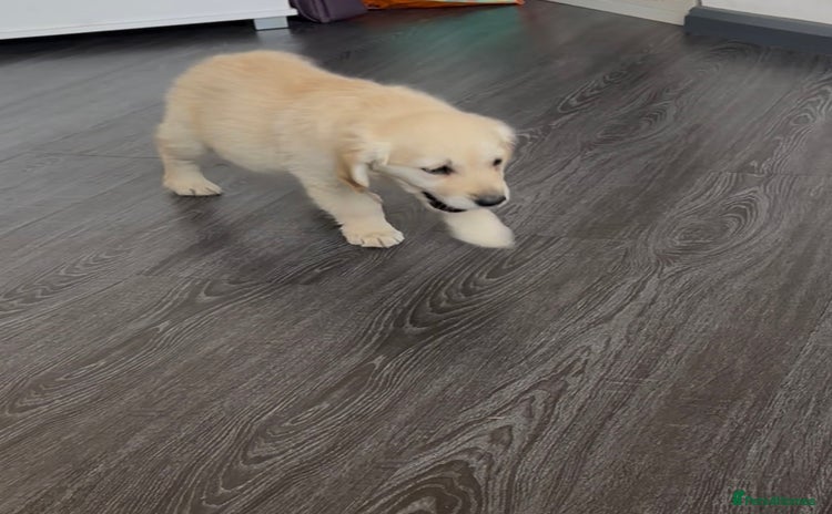 Golden Retriever dogs - Advert 4
