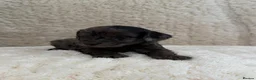 Cockapoo dogs for sale: 4 cockapoo puppies  - Advert 9