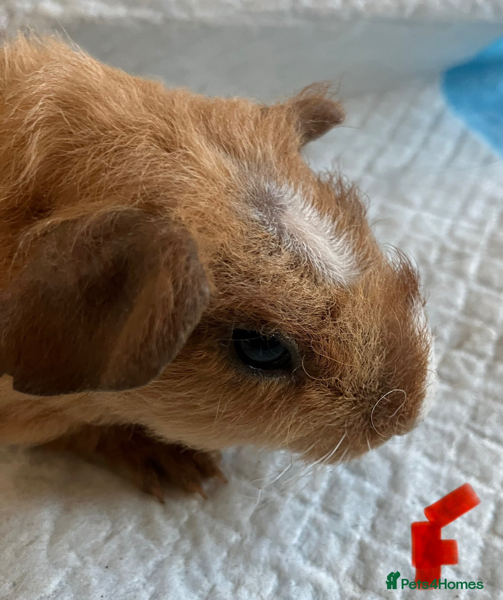 Guinea Pig rodents Lovely guinea pig babies  - Advert 2