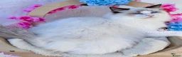 Ragdoll cats for sale: ⭐️AWARD WINNING GCCF CATTERY RAGDOLL KITTENS⭐️ - Advert 7
