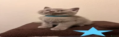 British Shorthair Kitten (Light Blue)