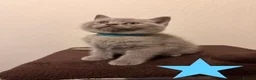 British Shorthair cats for sale: Beautiful British Shorthair Kittens–First Litter🐾 - Advert 9