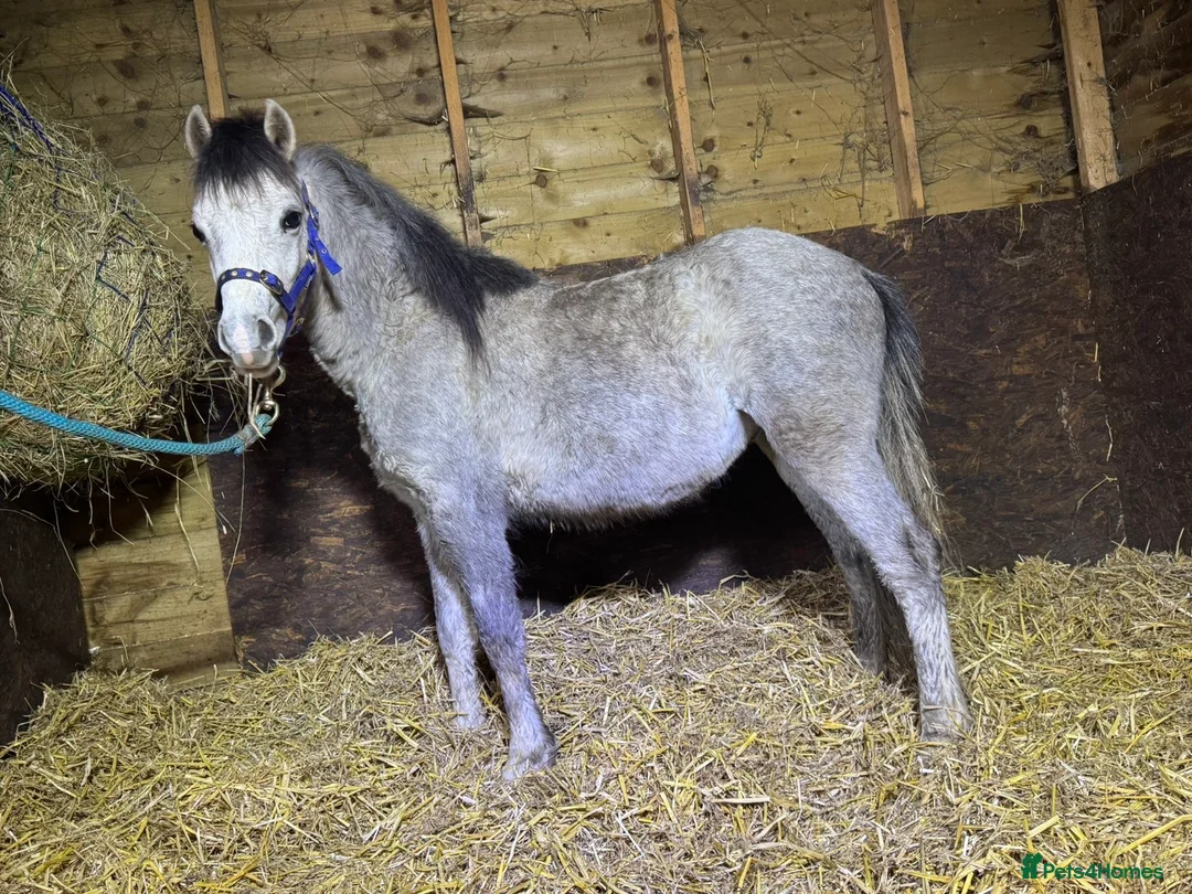 Welsh Section A horses for sale: Grey and black Welsh A - Advert 1