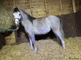 Welsh Section A horses Grey and black Welsh A - Advert 1