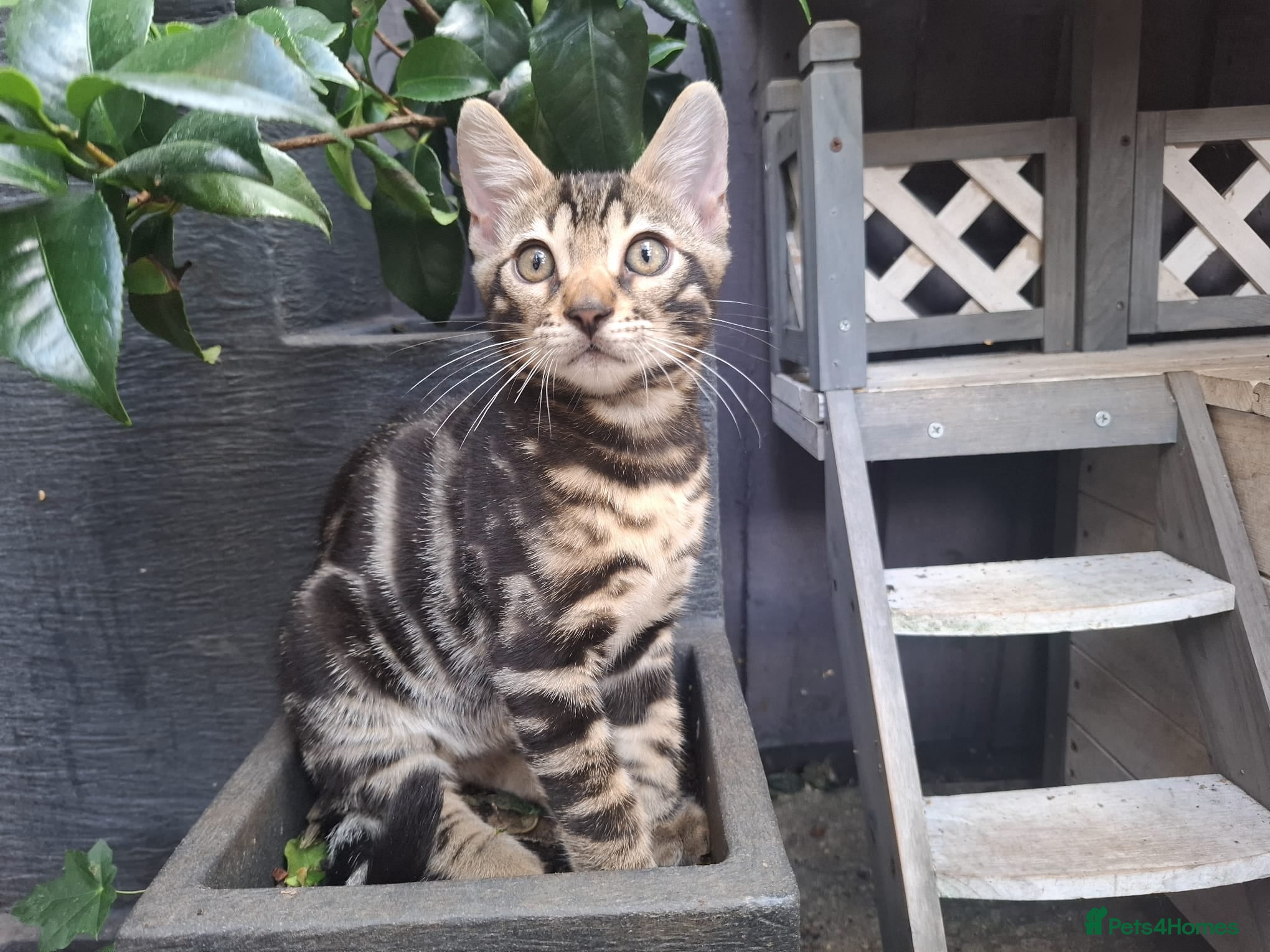 Bengal cats ❤️ Outstanding TICA Registered Bengal Kittens ❤️ - Advert 1