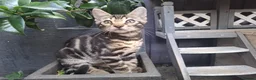 Bengal cats for sale: ❤️ Outstanding TICA Registered Bengal Kittens ❤️ - Advert 1
