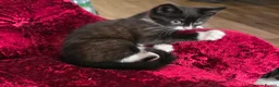 Mixed Breed cats for sale: Beautiful litter of kittens in Bournemouth - Advert 14