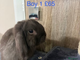 Mini Lop rabbits Beautiful Pure Mini Lops - Advert 18