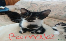 Mixed Breed cats for sale: 5 cats for sale (emergency sale) - Image 2