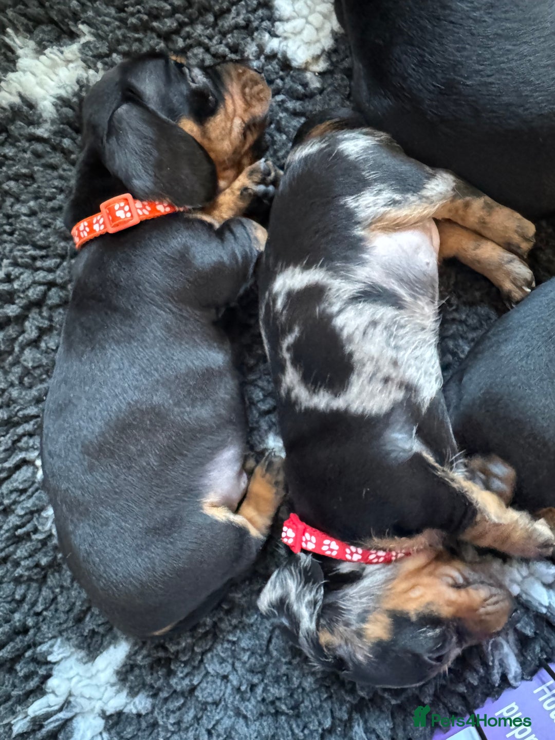 Miniature Dachshund dogs for sale: Miniature Dachshund puppies - Image 11