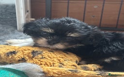 Mixed Breed dogs for sale: Fluffy Lhasa X Puppies – Family Raised! - Image 3