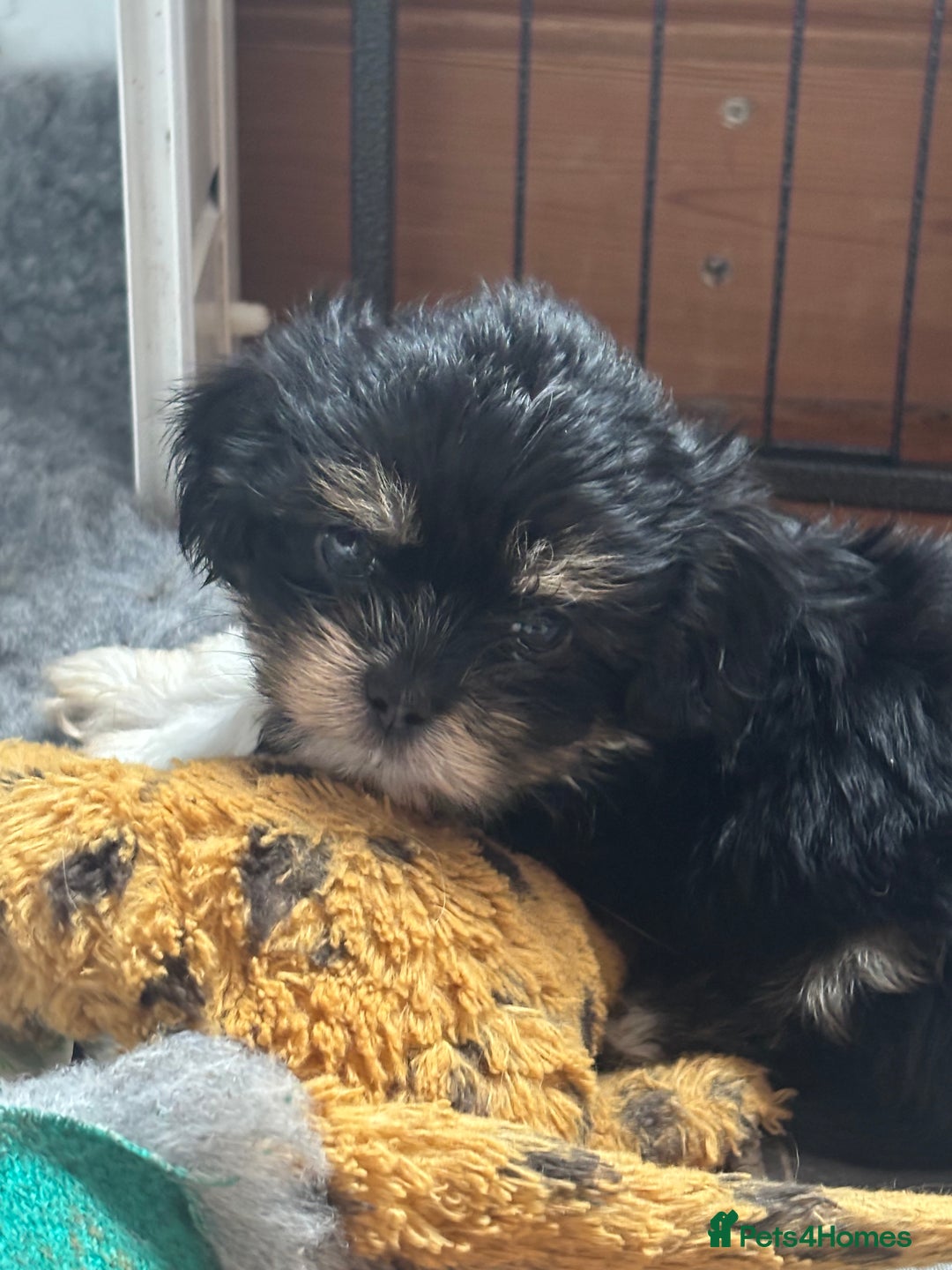 Mixed Breed dogs for sale: Fluffy Lhasa X Puppies – Family Raised! - Image 3