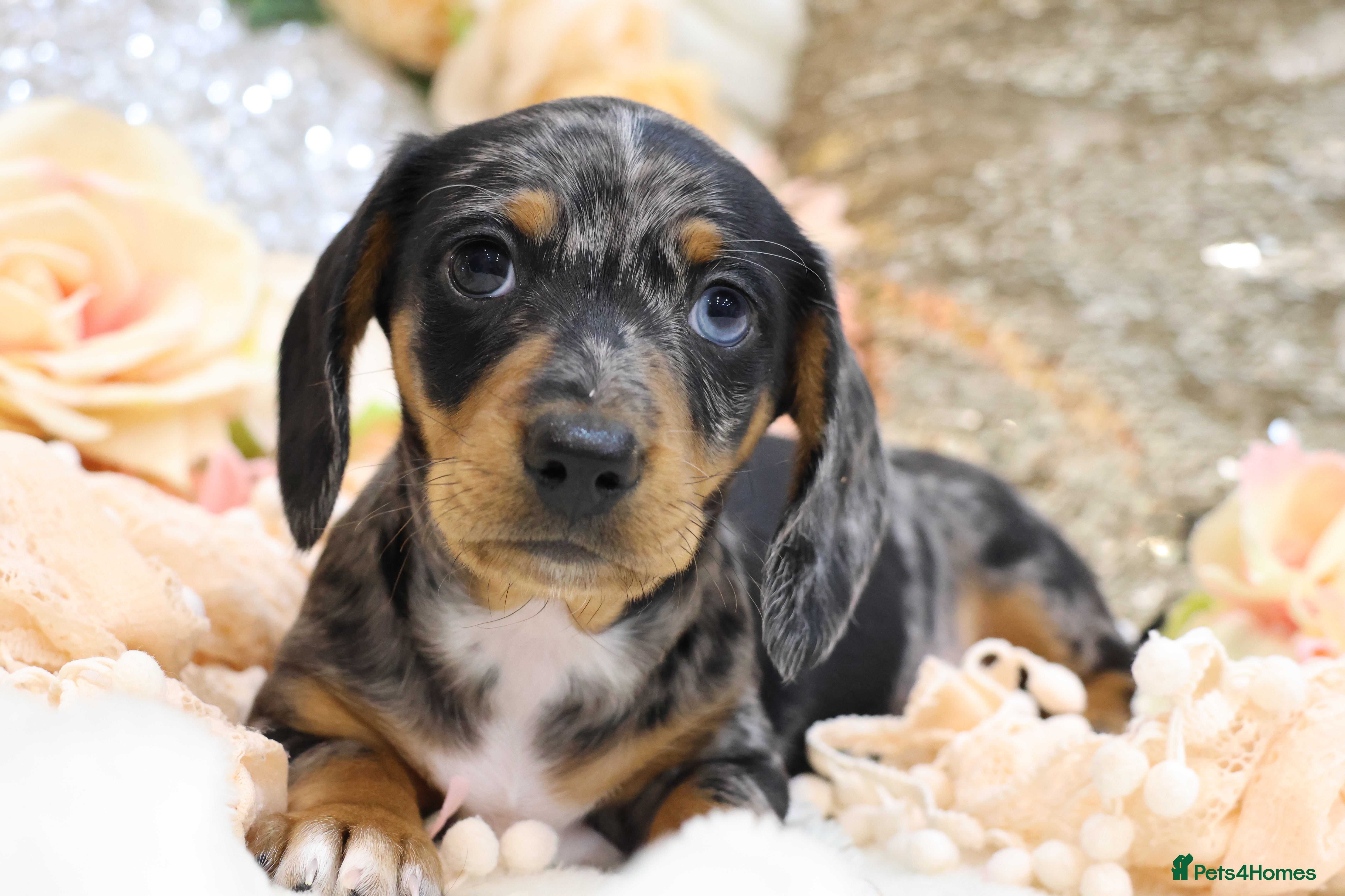 Miniature Dachshund dogs KC Miniature Dachshunds - Advert 14