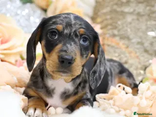 Miniature Dachshund dogs KC Miniature Dachshunds - Advert 14