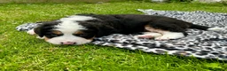 Bernedoodle dogs for sale: Gorgeous tri-colour Bernedoodle puppies  - Advert 11