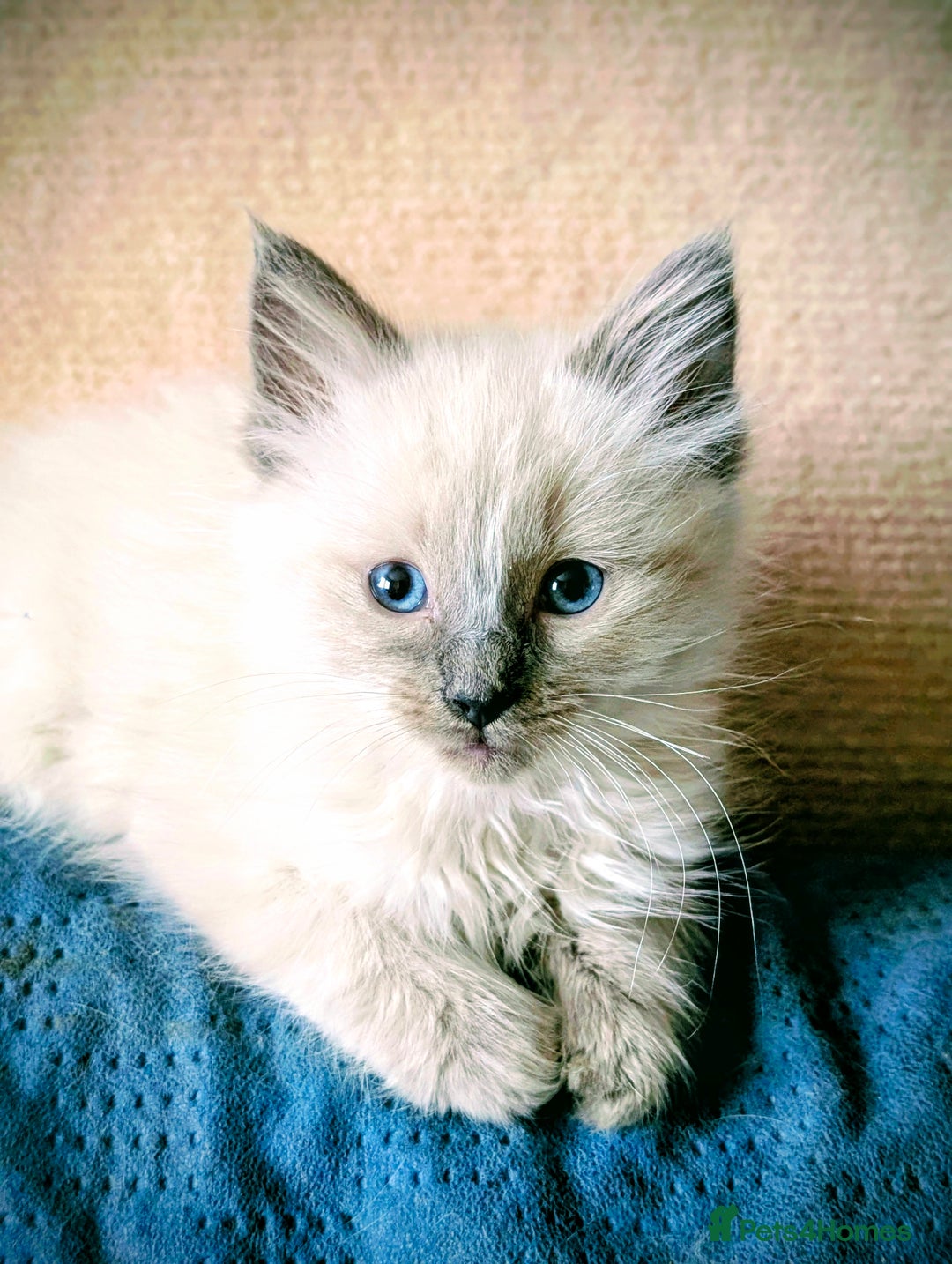Ragdoll cats for sale: Gorgeous Blue Point Male Ragdoll  - Advert 6