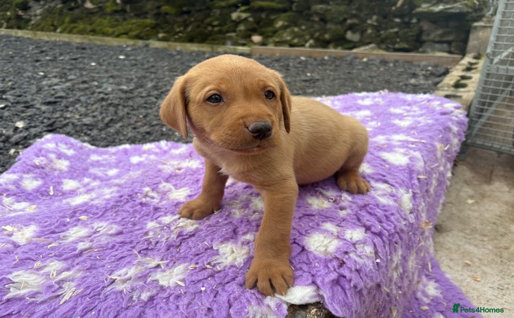 Labrador Retriever dogs - Advert 5