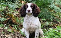 Cocker Spaniel dogs for sale: KC registered cocker spaniels - Image 27