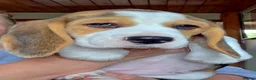Beagle dogs for sale: Beagle Puppies For Sale - Advert 3