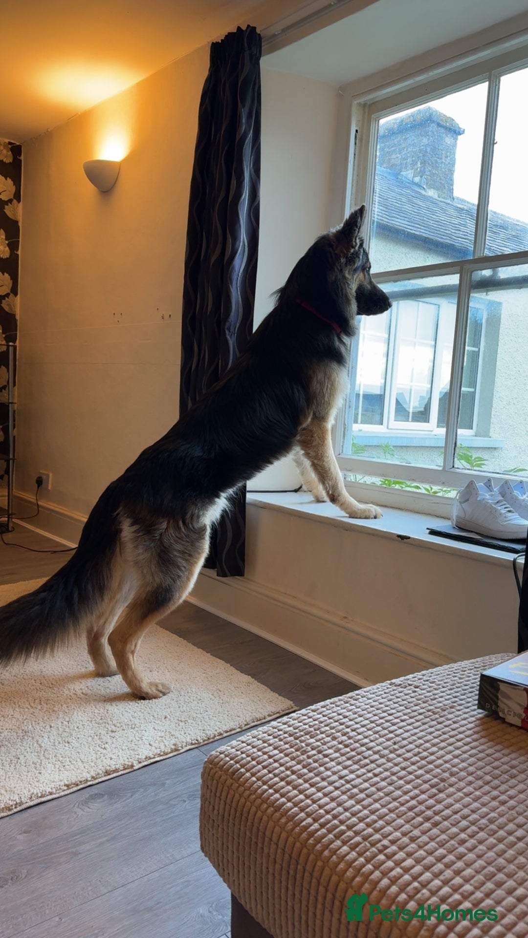 German Shepherd dogs for sale: German shepherd puppies for sale  - Image 3